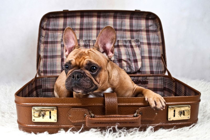 dog_suitcase_small